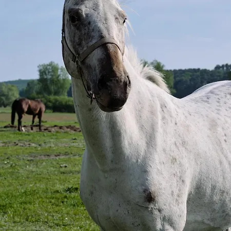 Lejlighed Maisonette-apartment C11 